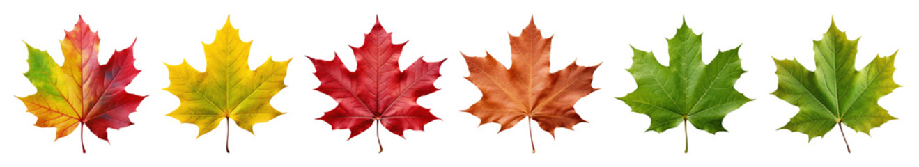 PNG Colorful autumn maple leaves row, element set on transparent background