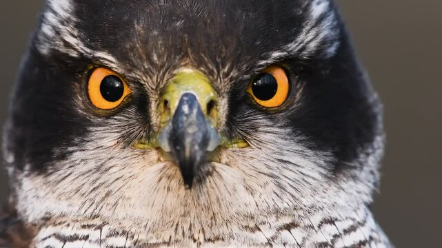 Portrait of a goshawk