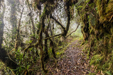 Fototapeta premium Hiking trail to Abra Esperanza in Yanachaga–Chemillen National Park, Peru