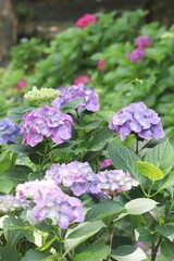 紫の紫陽花の花 縦