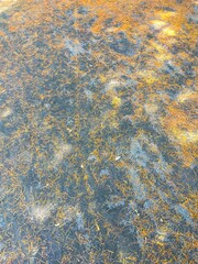 ヒマラヤスギの枯れ葉の散った初夏の雨上がりの公園の庭風景
