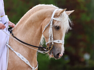 Young beautiful PRE Cremello andalusian horse portrait on dark nature background.