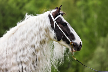 Portrait of a painted tinker pony with a long white mane