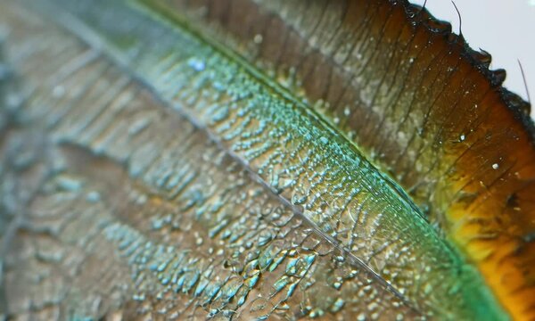 Abstract Butterfly Wing in Macro Perspective