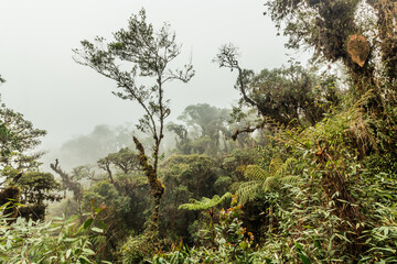 Misty view of the cloud forest of Yanachaga–Chemillen National Park, Peru