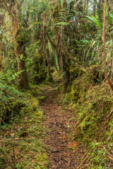Hiking trail to Abra Esperanza in Yanachaga&ndash;Chemillen National Park, Peru