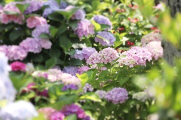 木漏れ日に咲く満開のピンクの紫陽花の花