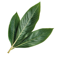 Obraz premium Assorted tropical leave, A variety of tropical leaves in different shapes and shades of green, isolated on transparent background