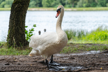 Fototapeta premium Close up view on swans walking near a lake