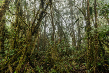 Cloud forest of Yanachaga–Chemillen National Park, Peru
