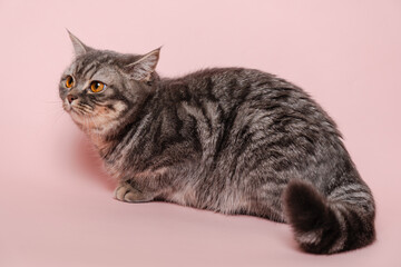 Funny gray cat isolated at pink background