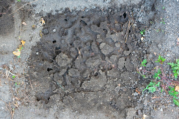 Top view of an ant nest which was first located under a street tile