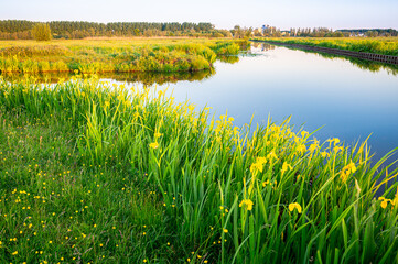 Yellow colored iris flowers (Iris pseudacorus) along the waterside in a polder near Gouda, western Netherlands