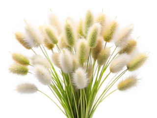 blooming bunch of cute hare s tail grass isolated on white background, PNG