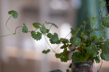 Potted indoor herb in recycled container