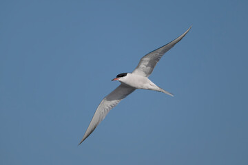 Common tern, Sterna hirundo