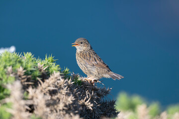 Dunnock or Hedge sparrow, Prunella modularis