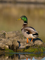 Mallard, Anas platyrhynchos