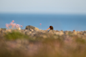 Oystercatcher, Haematopus ostralegus
