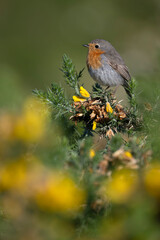 Robin, Erithacus rubecula