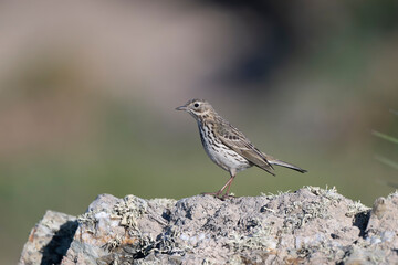 Rock pipit, Anthus petrosus