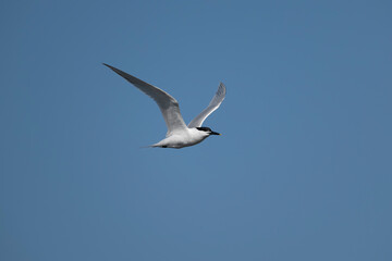 Sandwich tern, Thalasseus sandvicensis