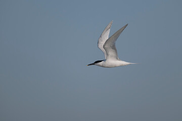 Sandwich tern, Thalasseus sandvicensis