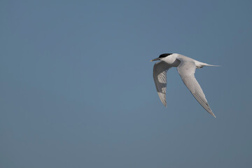 Sandwich tern, Thalasseus sandvicensis