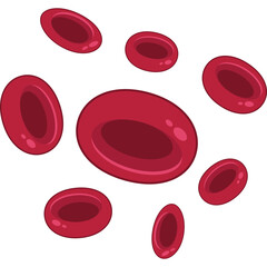 Red Blood Cells