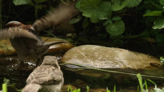 two sparrows at a water`s edge in summer