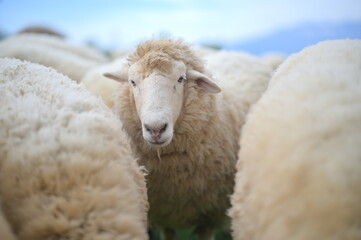 Naklejka premium A sheep stands among a flock, surrounded by woolly companions in a natural outdoor setting.