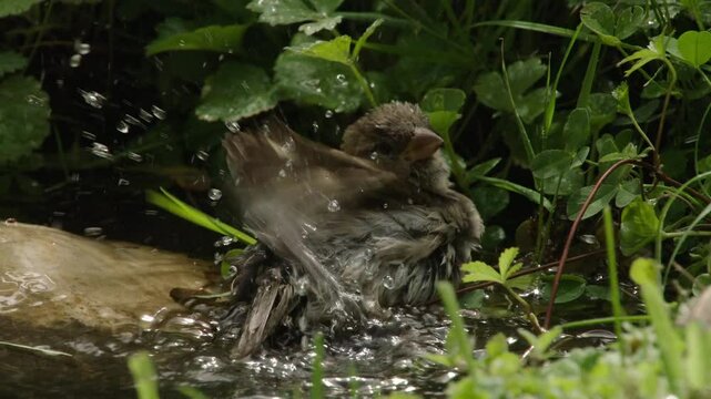two sparrows bathing at a  natural watering hole