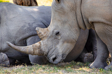 rhino rhinoceros grazing in the savannah under the shade of a tree , African safari in the bush