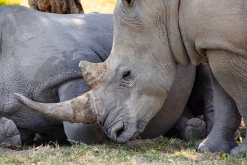 Fotobehang Neushoorn rhino rhinoceros grazing in the savannah under the shade of a tree , African safari in the bush  © poco_bw