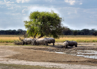 rhino rhinoceros grazing in the savannah under the shade of a tree , by the waterhole , African safari in the bush