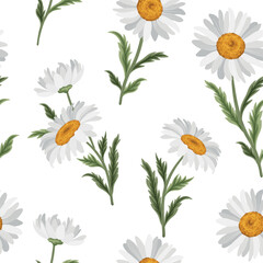 Seamless pattern with chamomile flowers on white background. Vector illustration of daisy flowers.