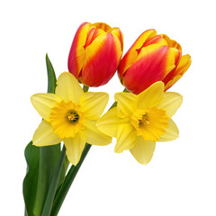 Vibrant spring bouquet of yellow daffodils and red yellow tulips isolated on transparent background