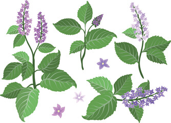 Patchouli flowers set. A base note in perfumery. Plant aromatic flowers for perfumes.