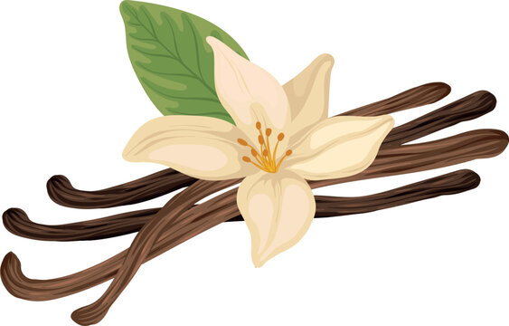 Realistic Vanilla Flower and Beans, vector Illustration