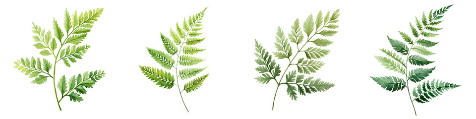 Naklejka premium A close up view of delicate vibrant fern fronds with intricate patterns and lush verdant foliage in a serene natural environment