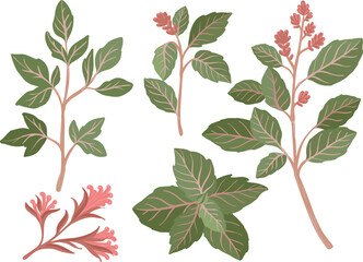 hand drawn oregano leaves set, isolated eco vector illustration