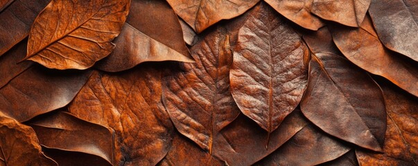Textured brown leaves cover the forest floor