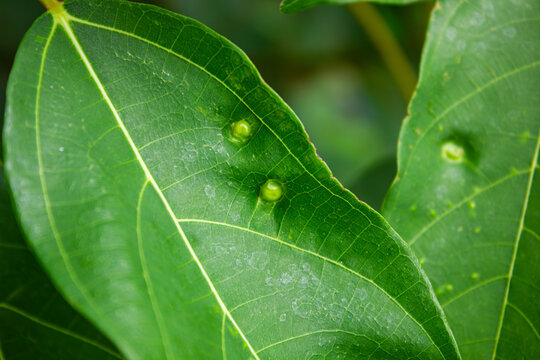 Close-up of a vibrant green leaf with prominent veins and two unusual raised green galls on its surface.

