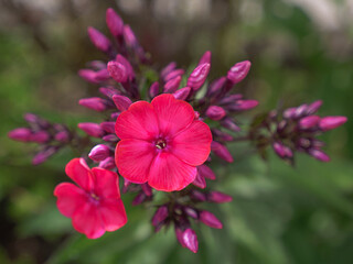Close up of Vibrant Pink Phlox Blossoms Against a Green Background in Full Bloom