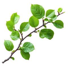 Fototapeta premium Hornbeam isolated on transparent background