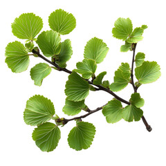 Fototapeta premium Katsura isolated on transparent background