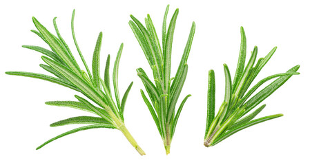 Fototapeta premium Three green fresh rosemary twigs isolated on white background. File contains clipping path.