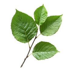Fototapeta premium Littleleaf Linden isolated on transparent background