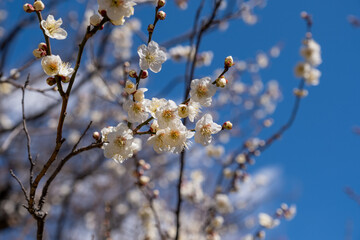 Cherry Blossom