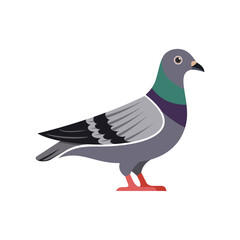 Urban Dove
